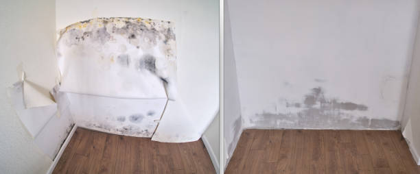 Best Best Mold Removal Companies  in Harkers Island, NC